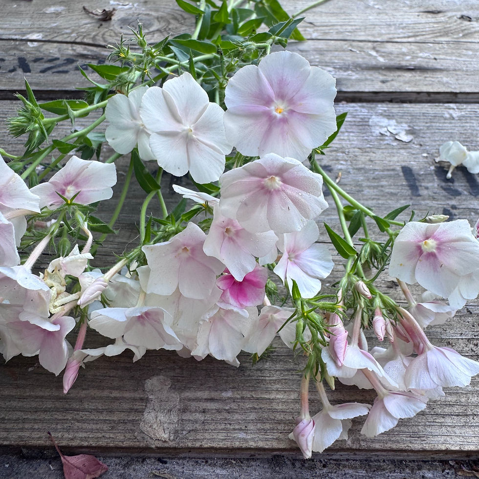 Thumbnail: Phlox Drumondii "Blushing Bride"