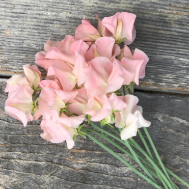 Sweet Pea (Lathyrus odoratus ‘Castlewellan’) with large ruffled cerise-pink blooms, long stems and strong fragrance