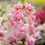 Thumbnail: Sweet Duet – Apple Blossom’ snapdragon – soft blush and cream tones with tall, uniform stems, ideal for cutting.