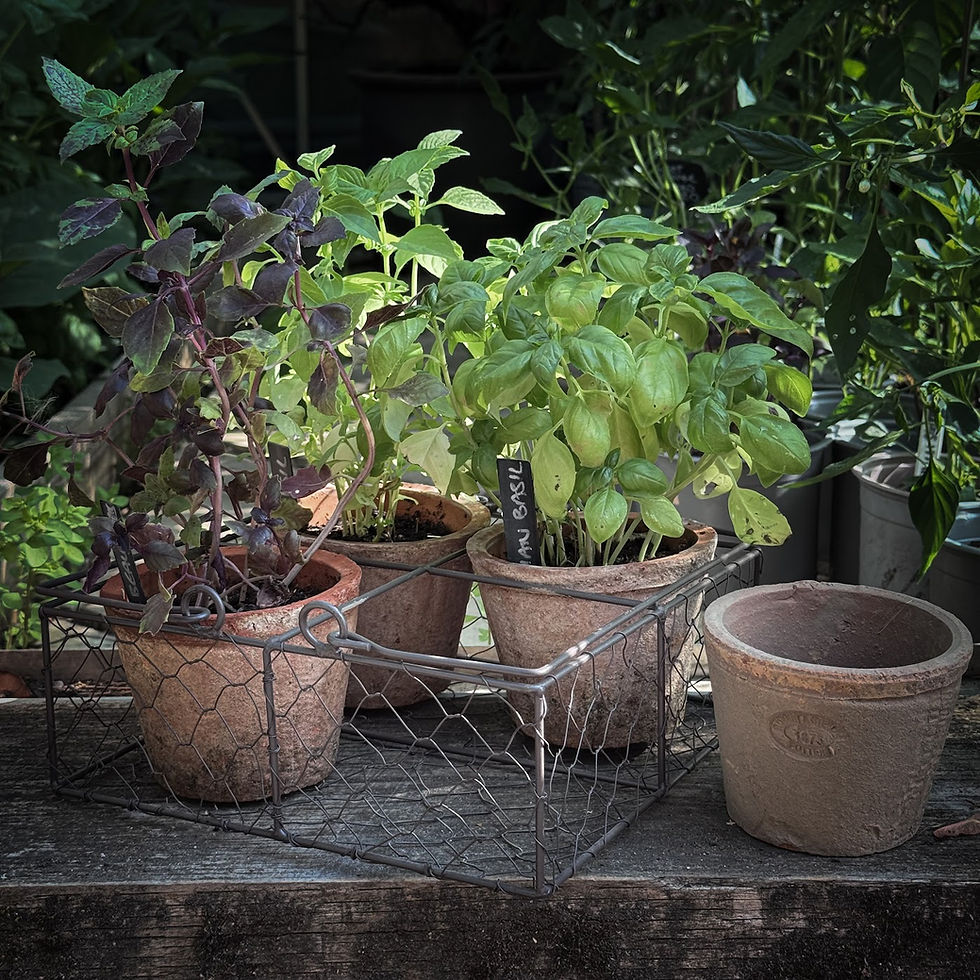 Thumbnail: Terracotta Pots with herbs