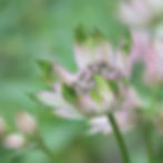 Thumbnail: Astrantia major with pincushion-style blooms in soft pink and white tones. A cottage garden staple for beds and bouquets.