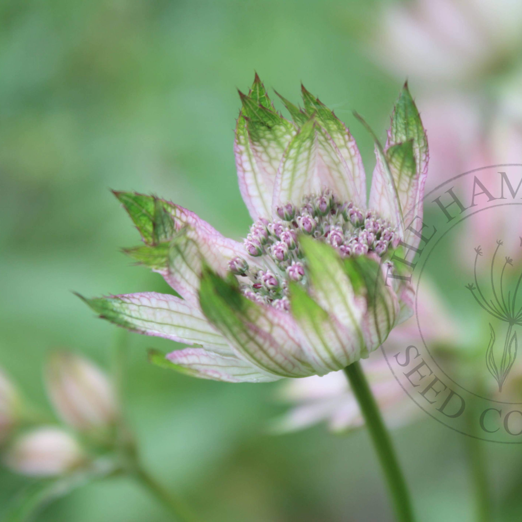 Astrantia major with pincushion-style blooms in soft pink and white tones. A cottage garden staple for beds and bouquets.