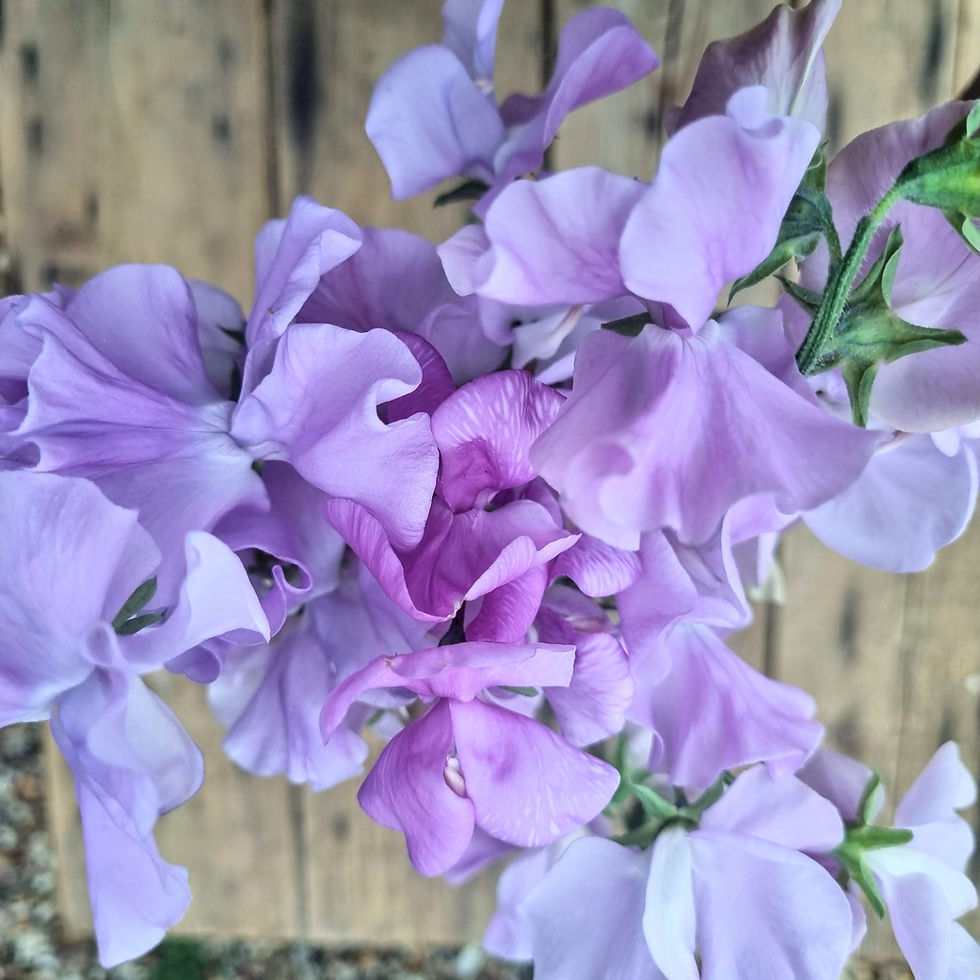 Thumbnail: Lathyrus Odoratus (Sweetpea) "Karen Louise" 5