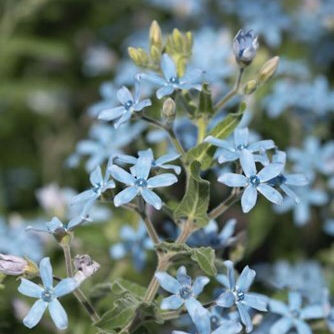Tweedia Coerulea "Heavenly Blue"