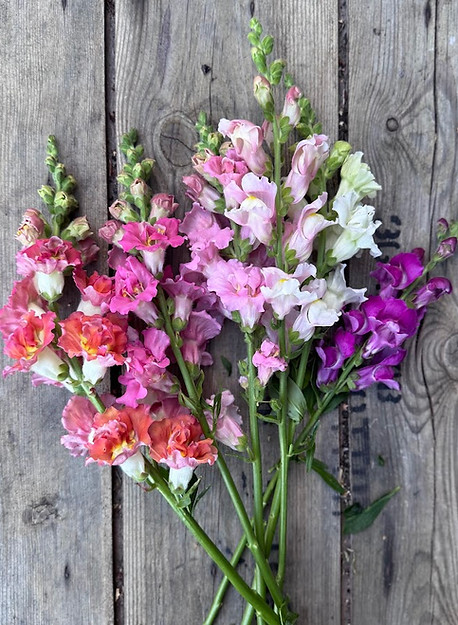 Madame Butterfly snapdragons in mixed rainbow colours on bench