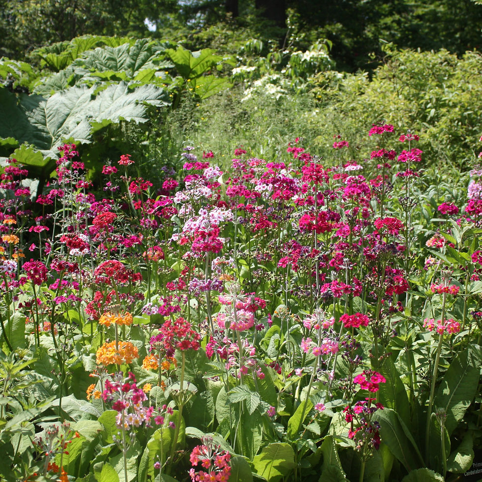 Thumbnail: Primula Candelabra Mix