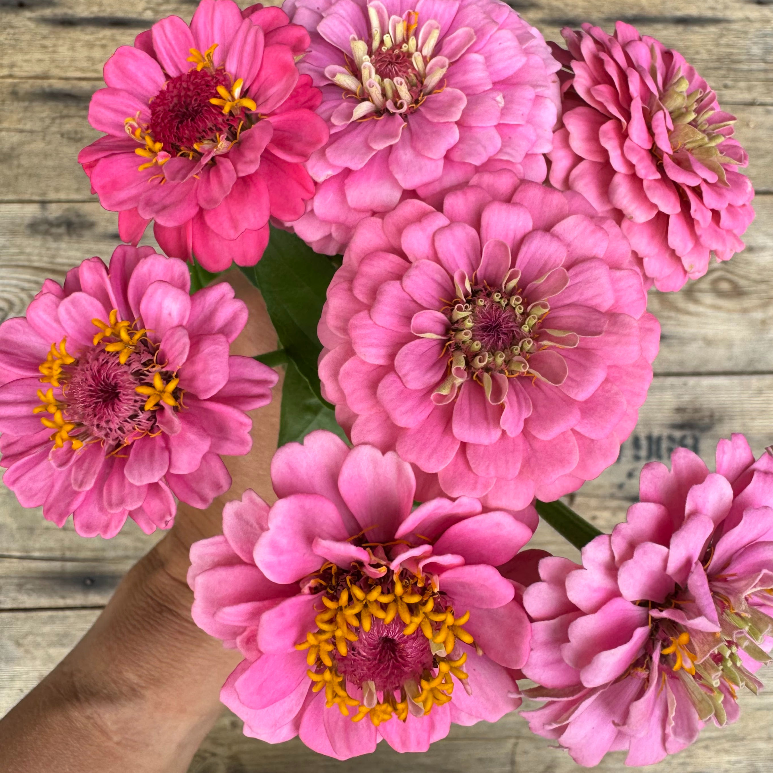 Zinnia Elegans "Oklahoma Pink " 1