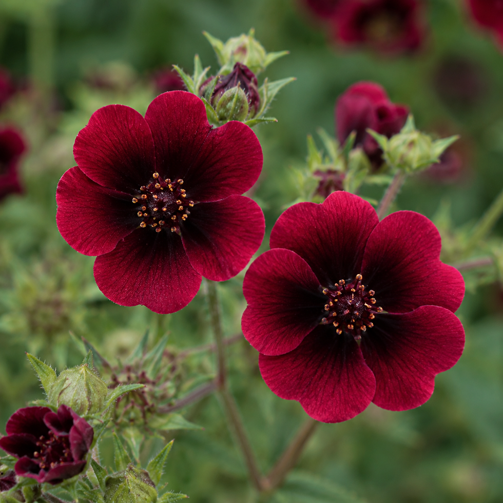 Potentilla Monarchs velvet flower close up