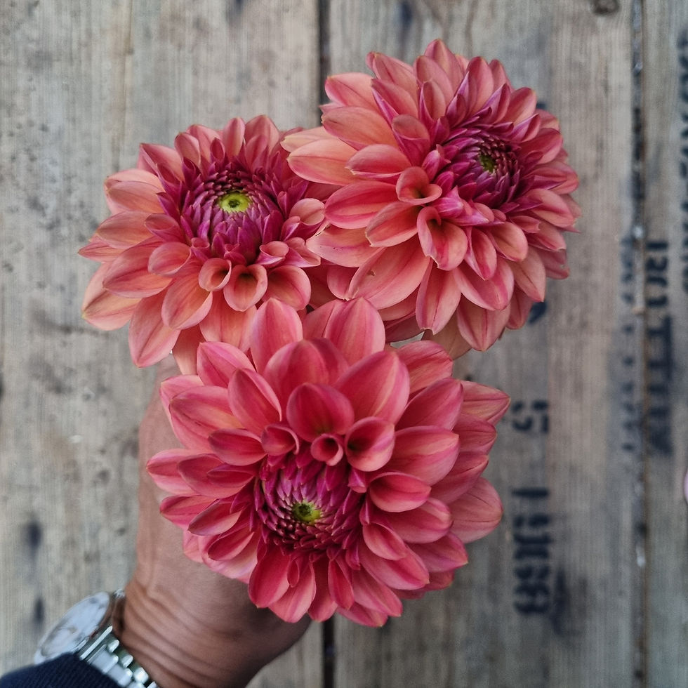 Thumbnail: Dahlia ‘Iced Tea’ blooms in rich tea-toned hues, ideal for warm floral palettes and seasonal planting schemes.