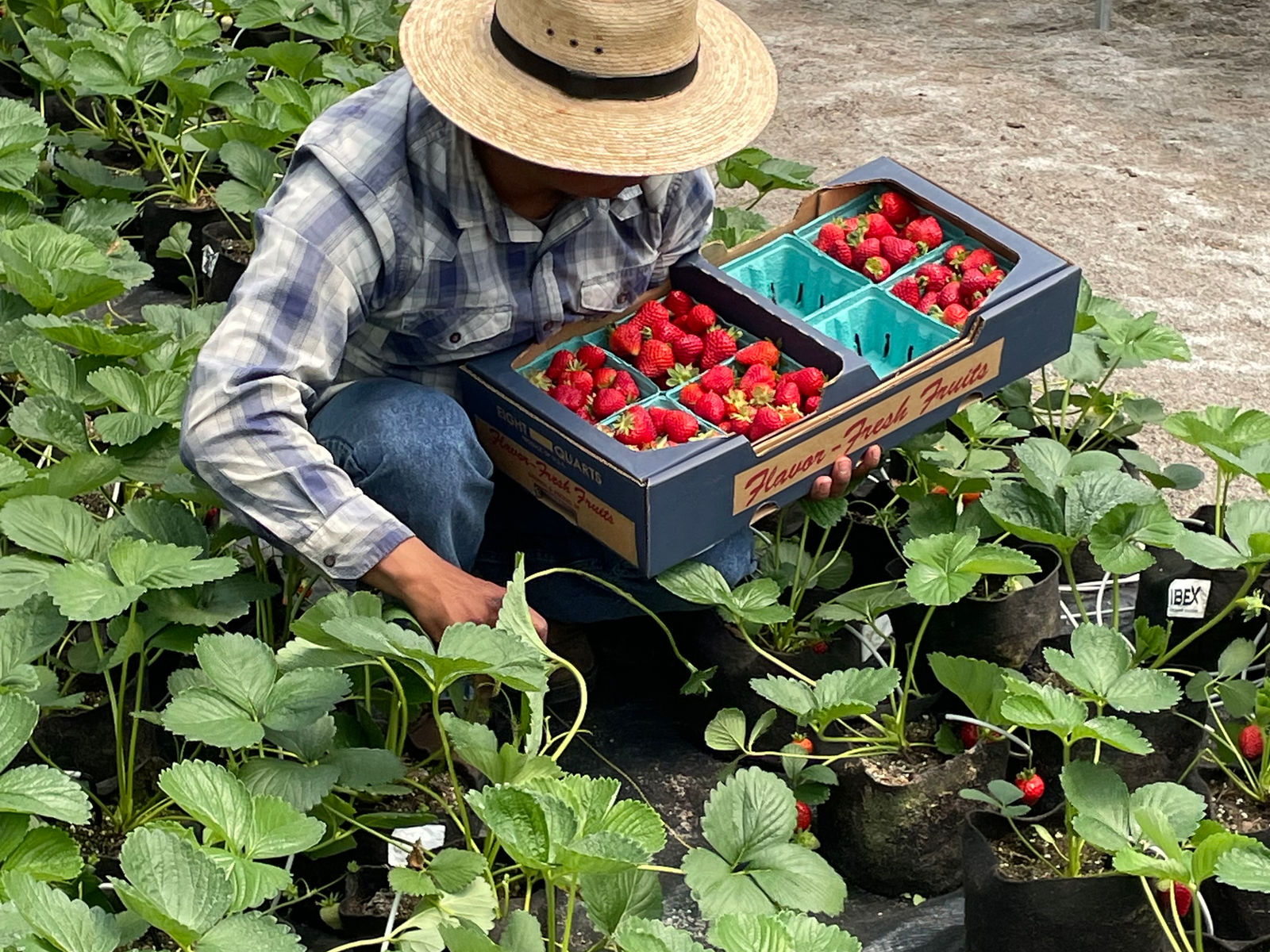 Tanglewood Berry Farm U-Pick
