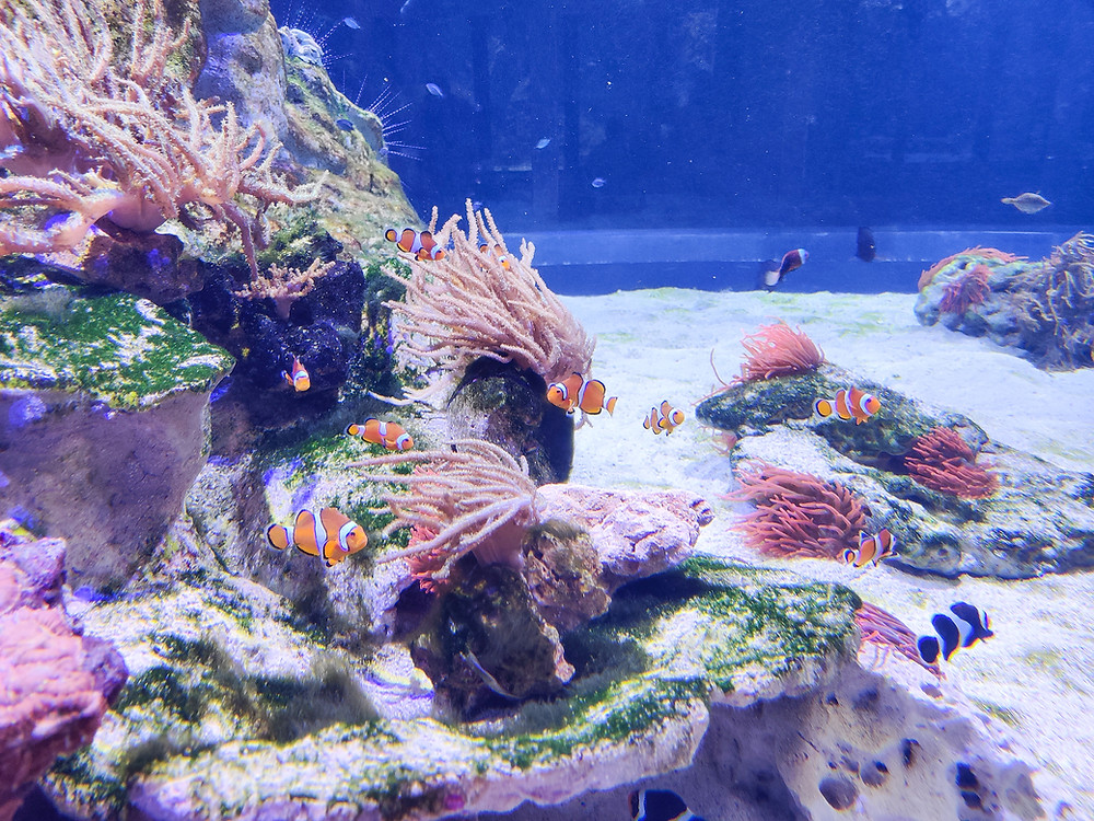 Top 10 Things to do in Naples