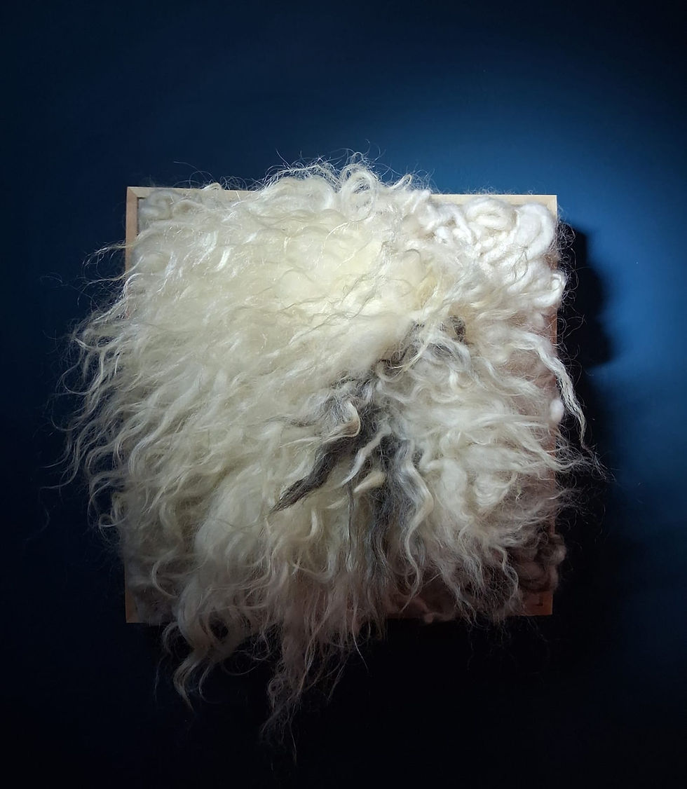 Ovis 2.JPG