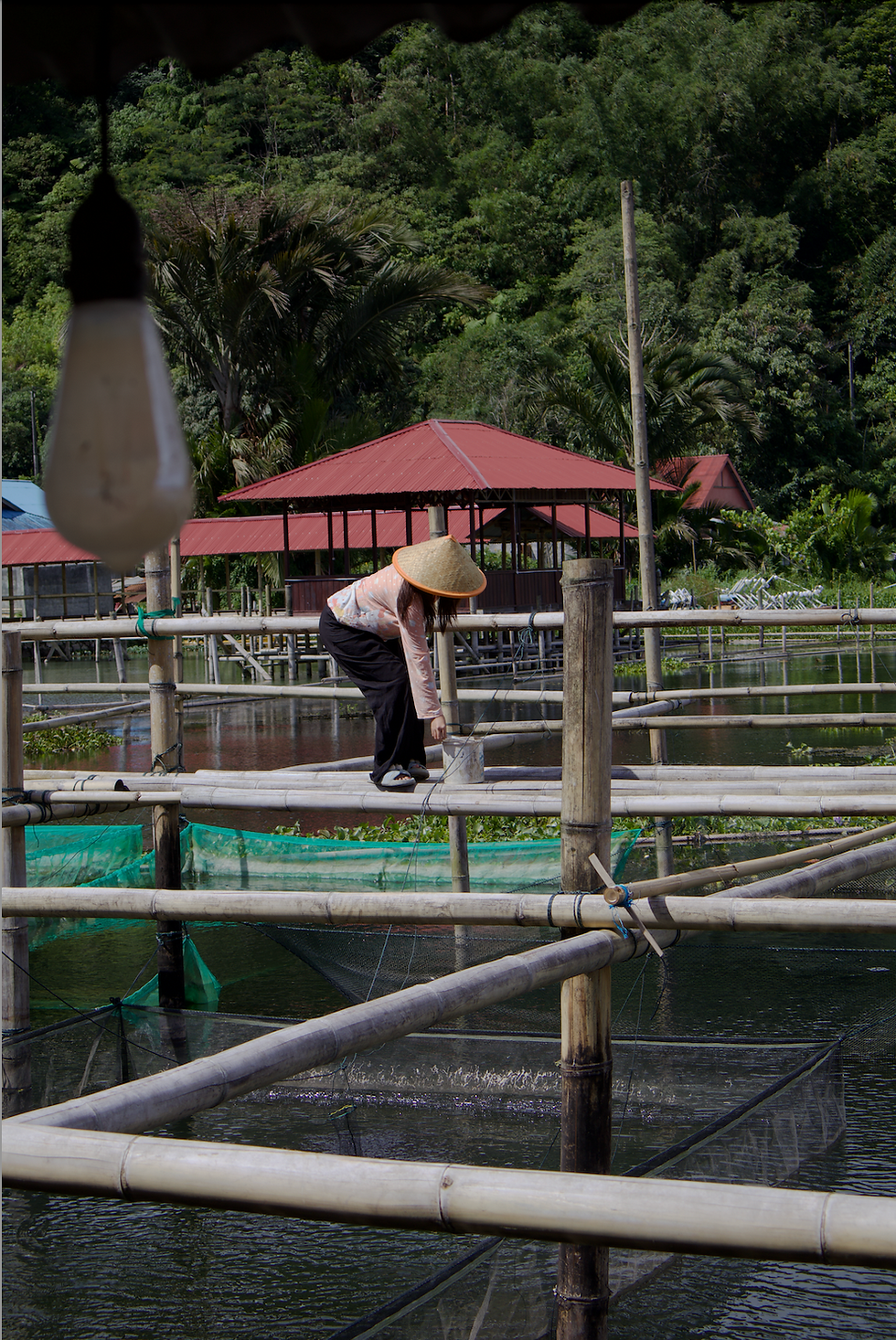 Fish farming on Lake Tondano