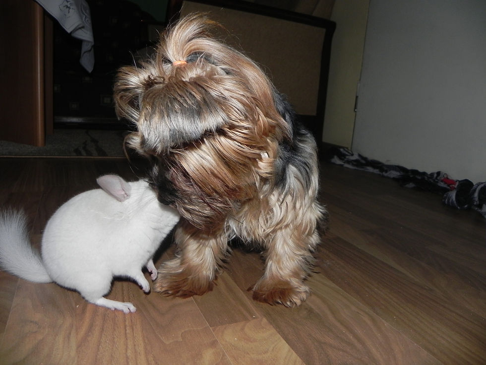 DSCN4795.JPG
