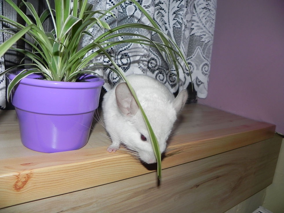 DSCN4773.JPG