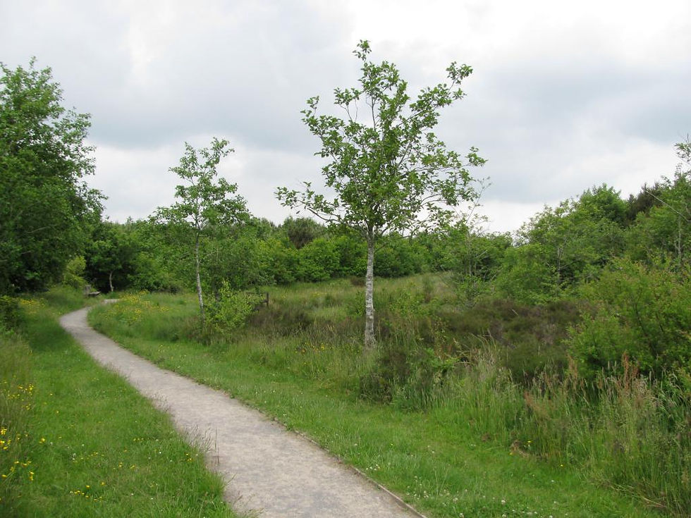 Attractive Pathways 06