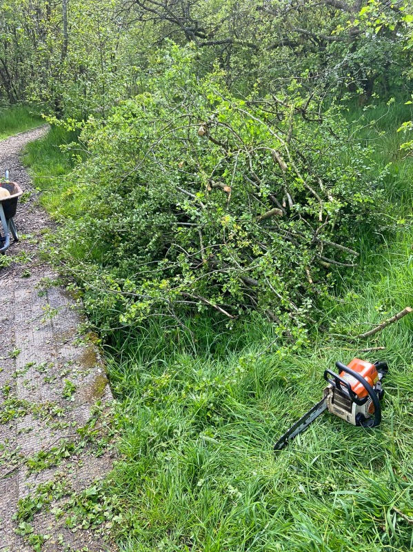 Hawthorn Tree May 2021 03