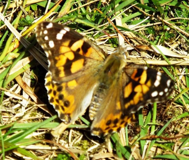 Painted Lady July 2013 02