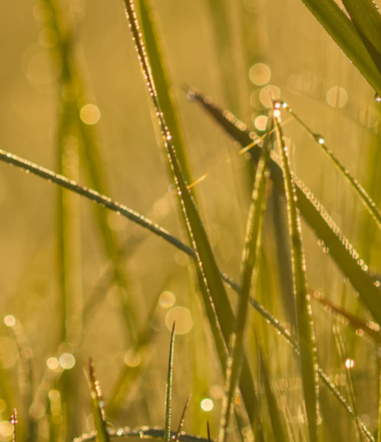 Morning dew on fresh grass in sunrise yellow light. Nature background. Shallow DOF. Purity