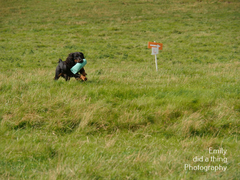 Arun & Downland Gundog Society Competitive Training Day