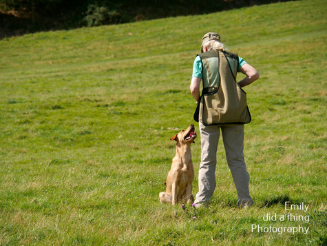 Arun & Downland Gundog Society Competitive Training Day