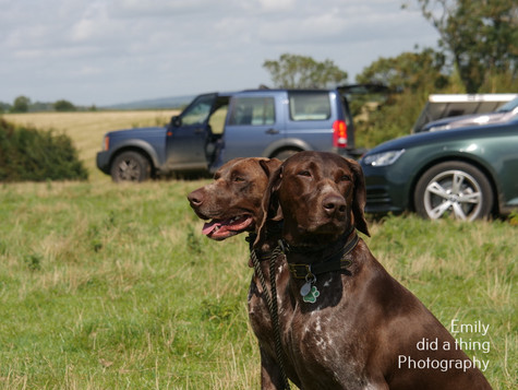 Arun & Downland Gundog Society Competitive Training Day