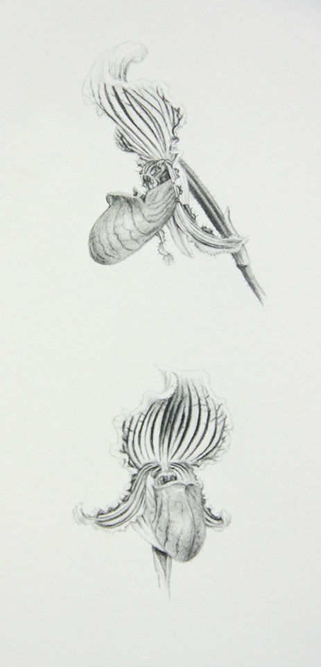 Thumbnail: Paphiopedilum fairrieanum studies