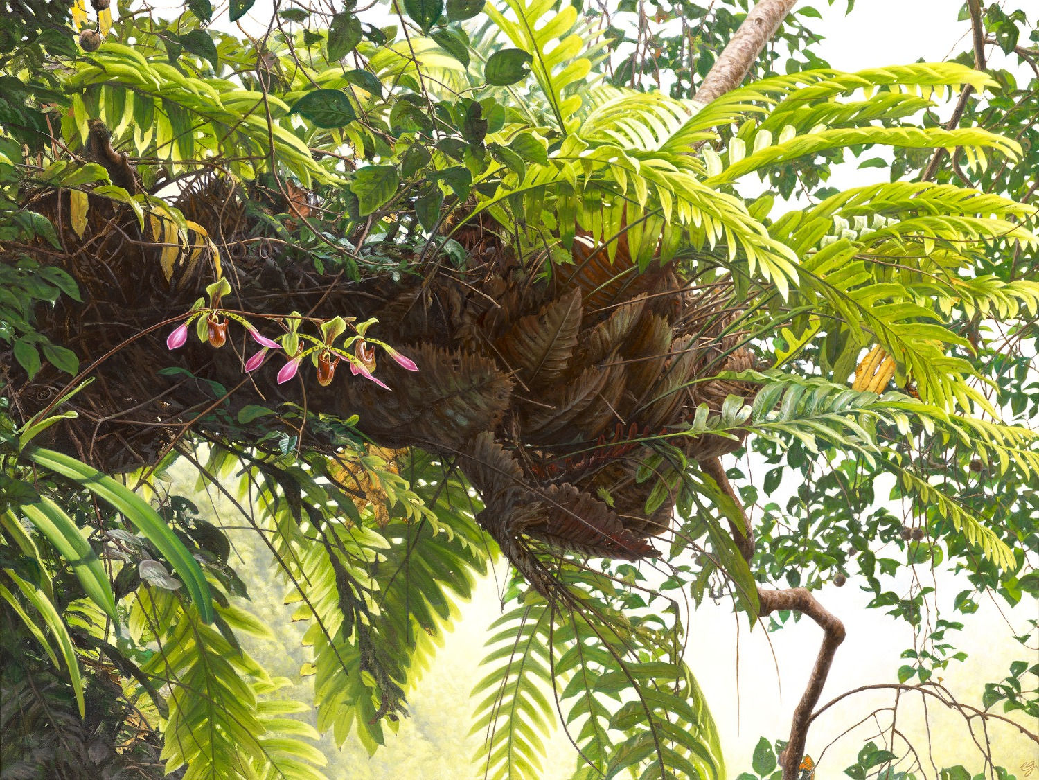 Jewel of Borneo - Paphiopedilum lowii & Oakleaf fern