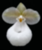 Parvisepalum