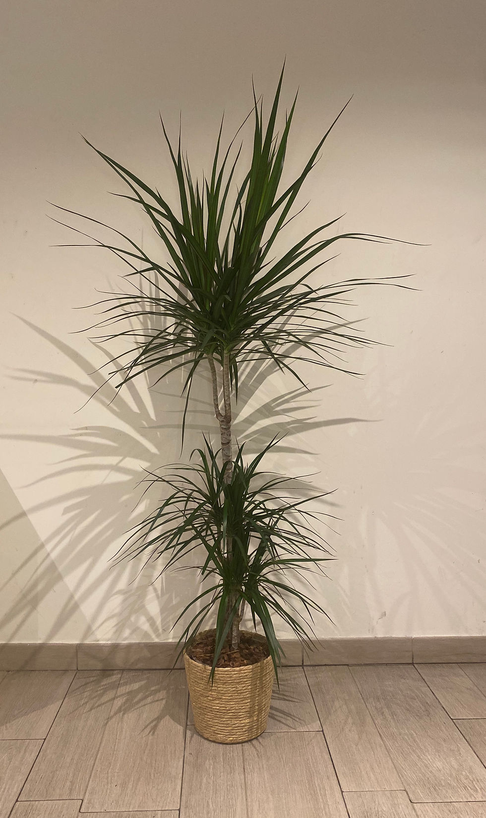Miniatura: Cesto con Planta Dracena Marginata