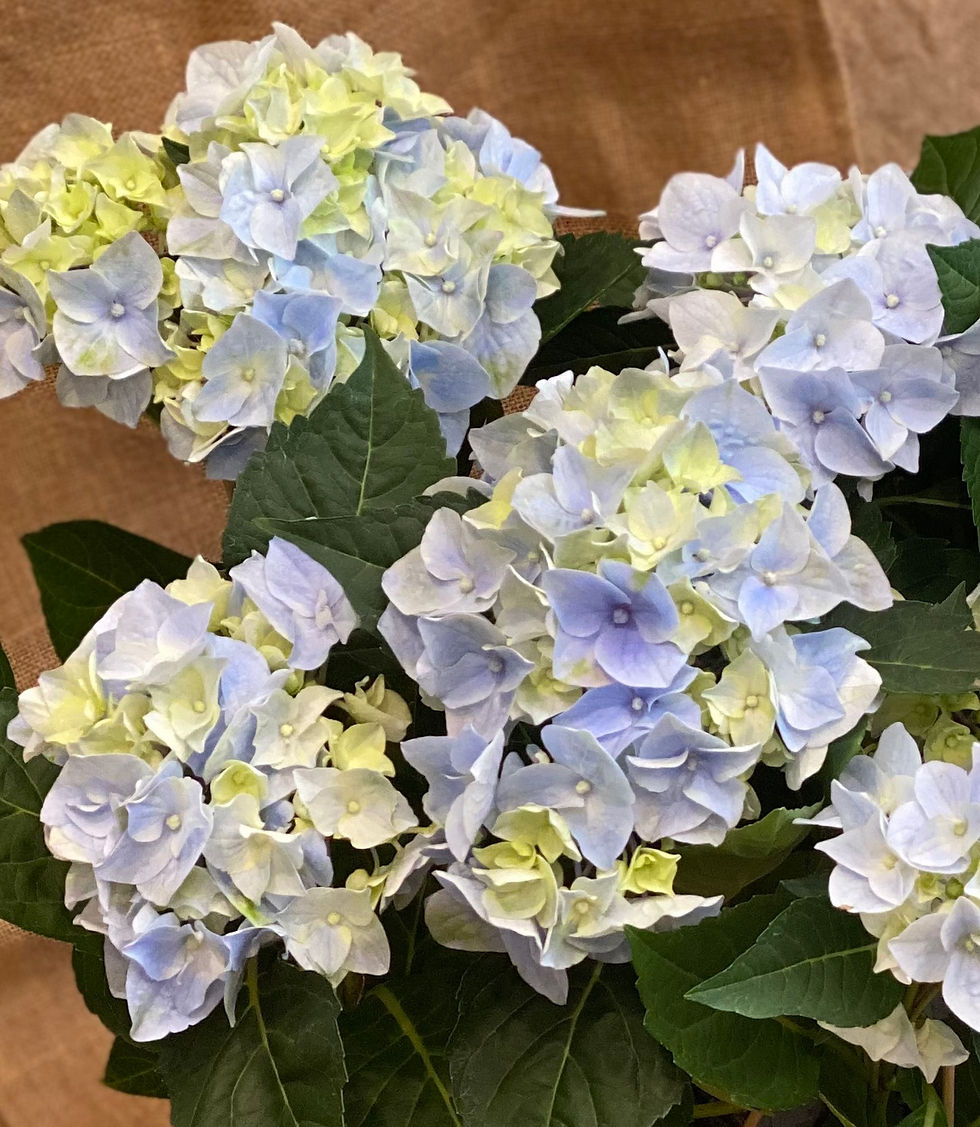 Thumbnail: Jardinera de Hortensias Nantes