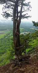 A cedar tree with a scenic view, highlighting the natural beauty and serene landscapes of the outdoors.