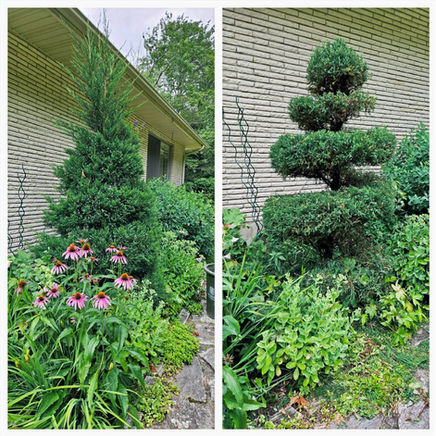 Before and after photos of a spiral topiary juniper that has been reshaped to create definitive topiary lines and remove all loose ends.  