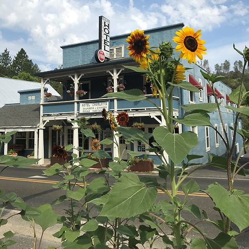 Charlotte with sunflowers.jpg