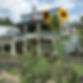 Charlotte with sunflowers.jpg