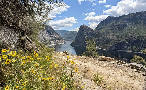 Hike hetch hetchy wildflowers.jpg