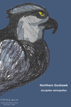 Kayden Northern Goose Hawk