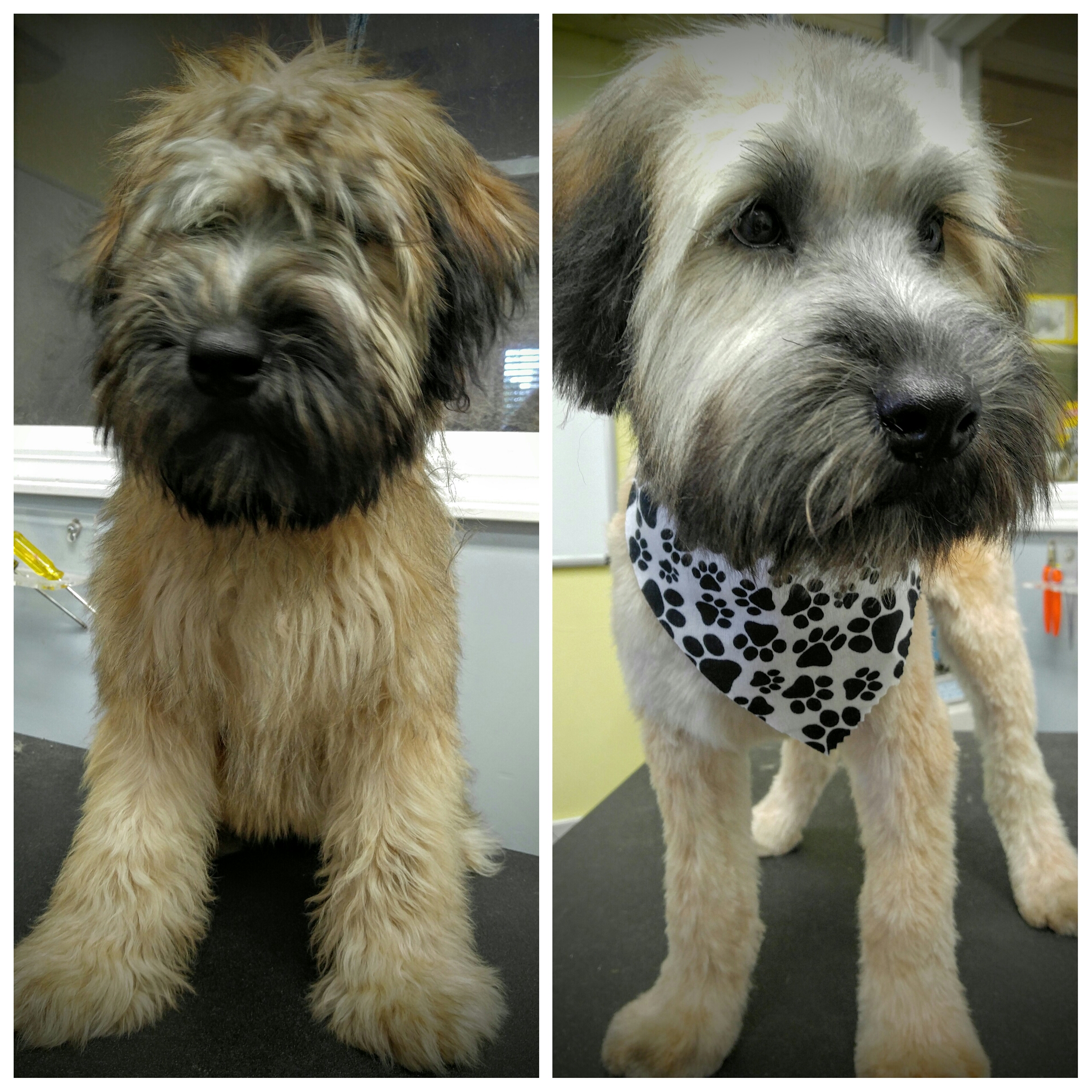 Bark Avenue Dog Rochester Ny Dog Groomers