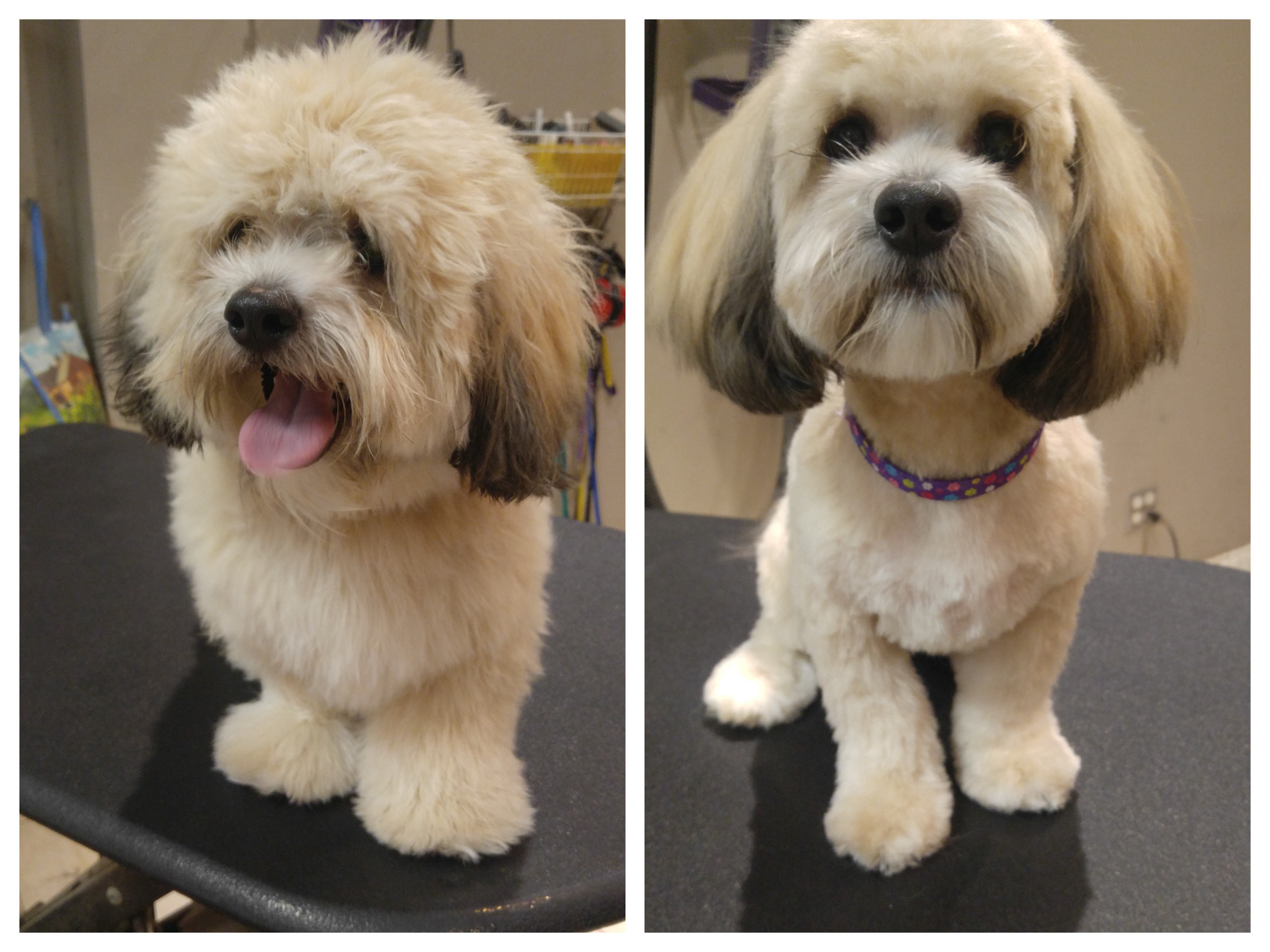 Bark Avenue Dog Rochester Ny Dog Groomers