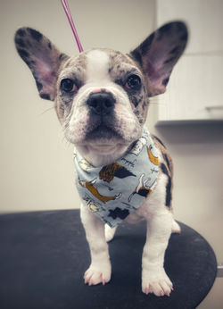 Bath & Brush Package