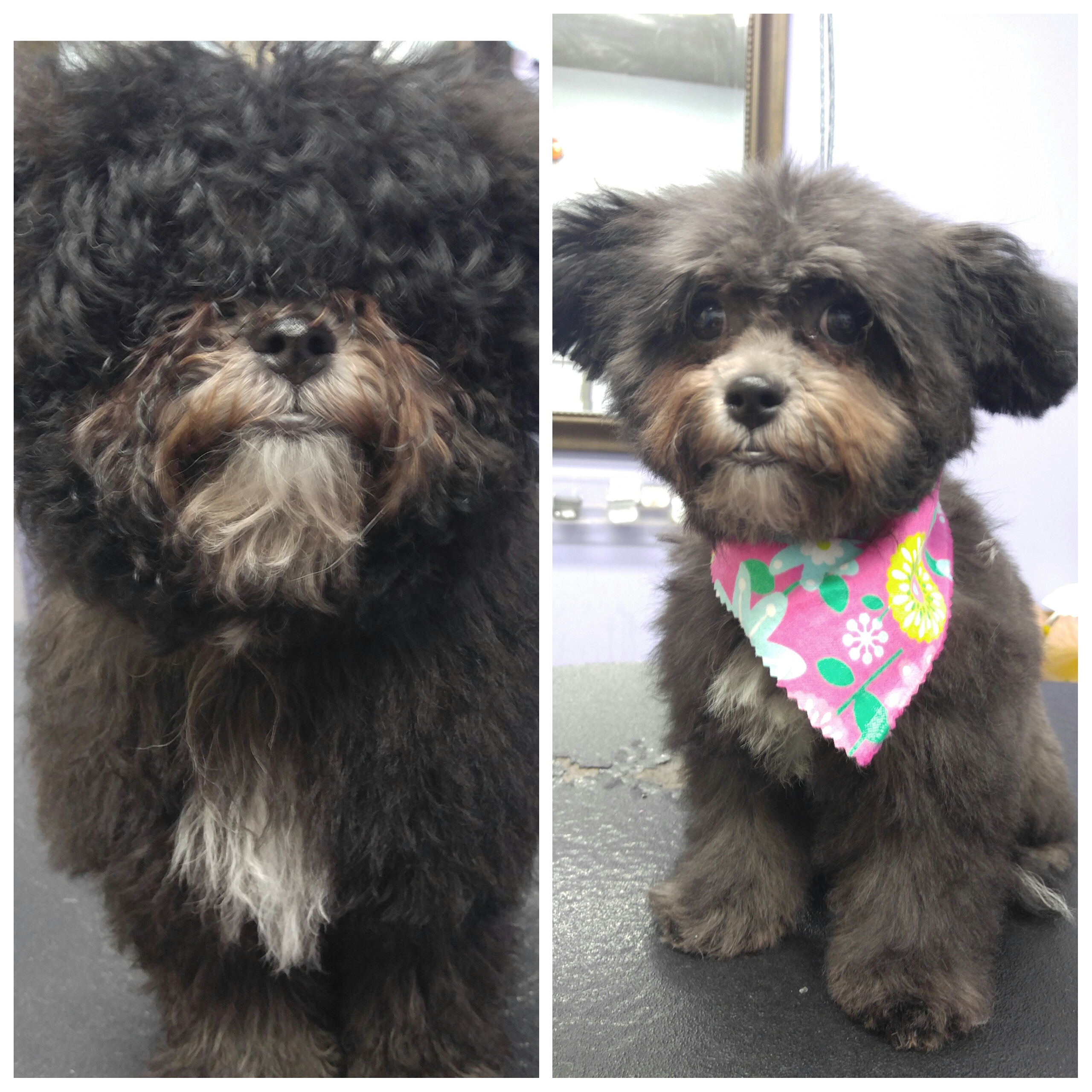 Bark Avenue Dog Rochester Ny Dog Groomers