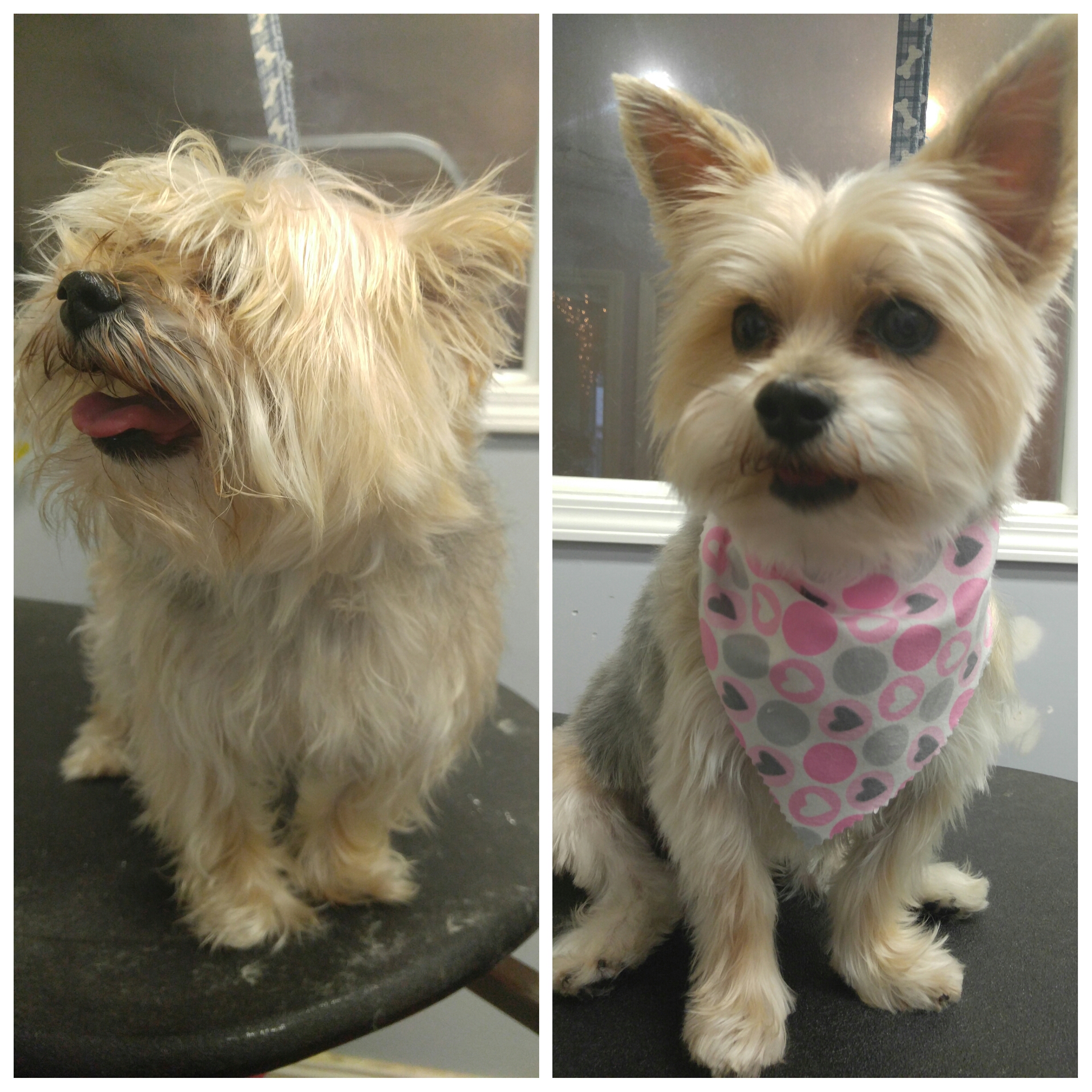 Yorkie Poo Haircuts