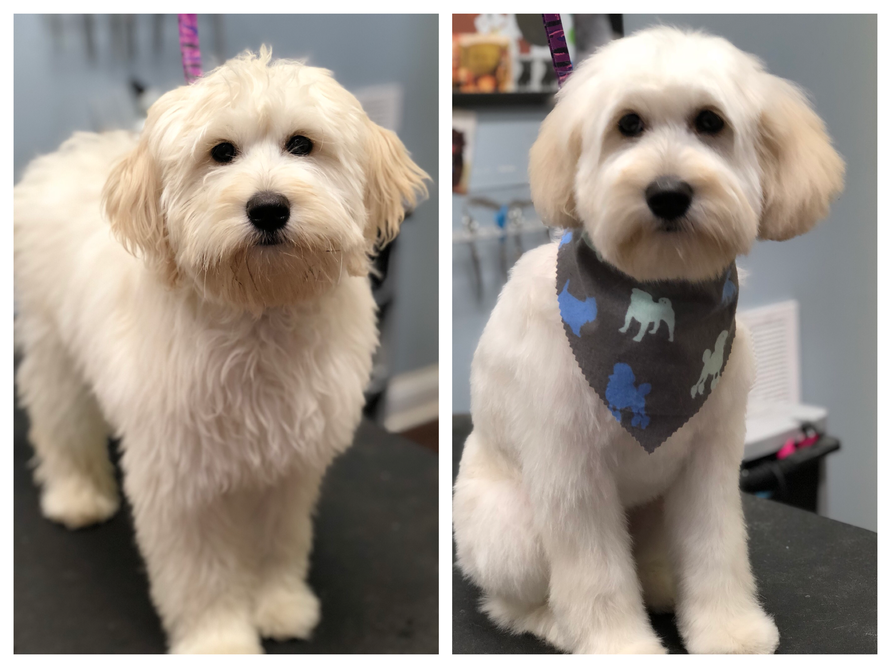 Bark Avenue Dog Rochester Ny Dog Groomers