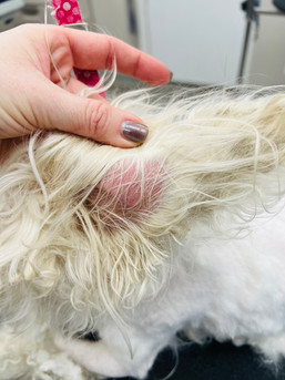 inside of a heavily matted dog ear