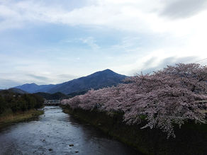新歓を行いました。&桜満開です。