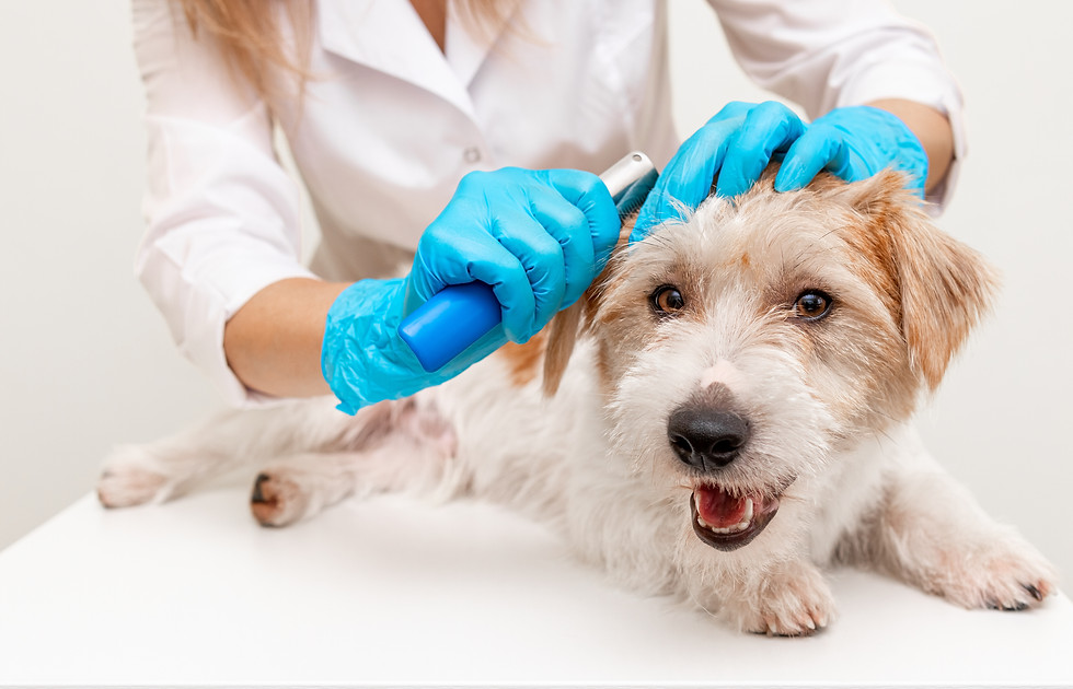 Hund trimmen, Hundesalon Kloten und Umgebung, Hundecoiffeur, Hundefriseur in Kloten, hochwertige Fellpflege