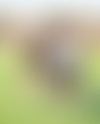 YAA Las Vegas Top Performers