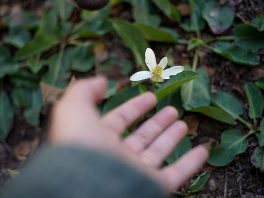 Manifiesto de origen "hierba del manso"