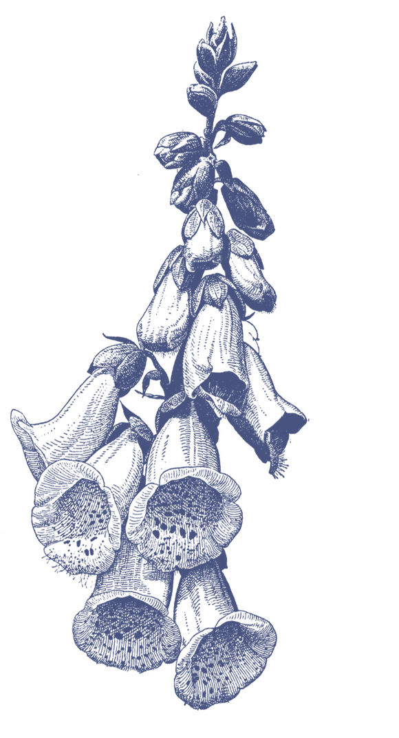 a foxglove modern logo for Darling and Daughters
