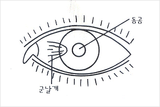 공안과 군날개 사진